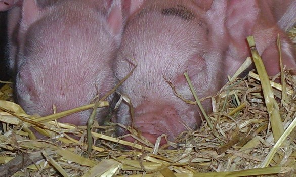 a pig eating grass